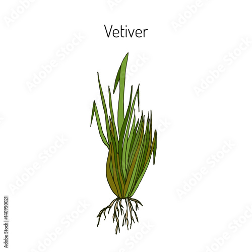 Vetiver aromatic and medicinal plant.