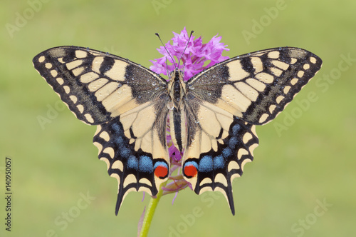 Papilio machaon, Casareggio, Liguria, Italy photo