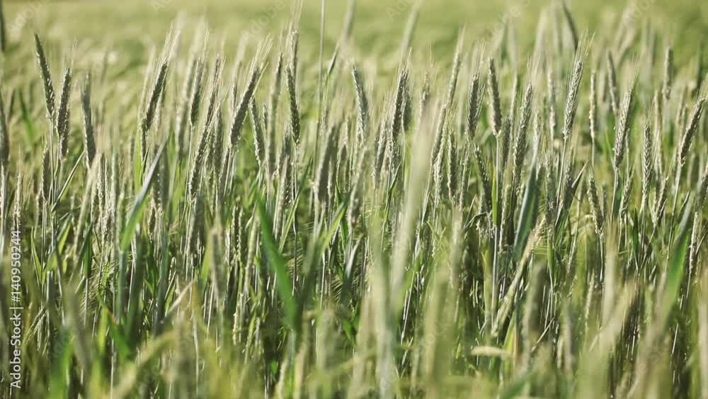 Beautiful calm windy green color wheat countryside field in the sun. Selective focus and dolly slider equipment used. Beautiful calm windy green color wheat countryside field in the sun. Selective focus and dolly slider equipment used.