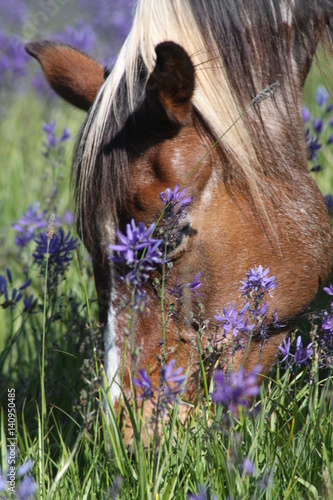 Eating Flowers