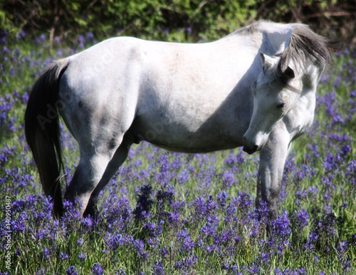 Pastured Horse