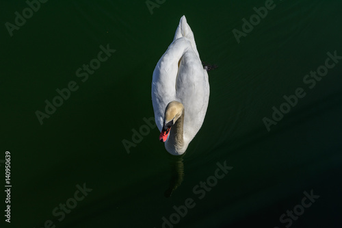 Photos Schwan von oben beim schwimmen im See