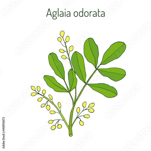 Aglaia odorata, medicinal plant