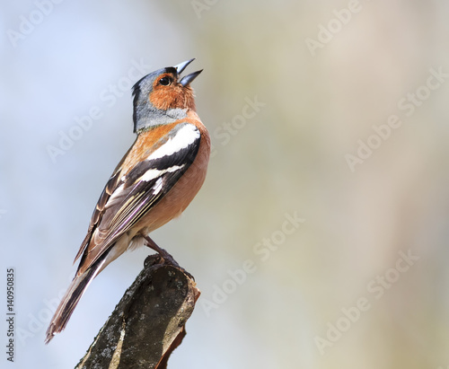 bird Chaffinch sings the song standing on a branch