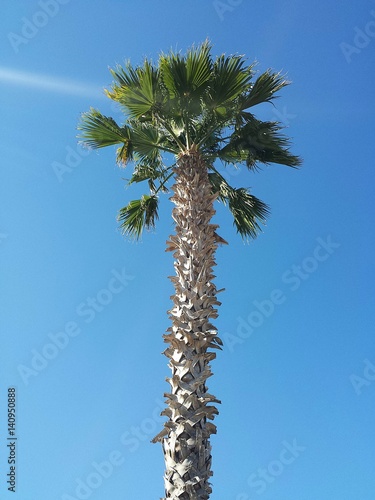 Palm tree on blue sky background in Florida nature