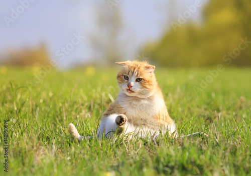 happy red cat lying on green grass on meadow