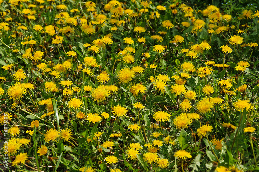 field with blooming flowers of dandelion