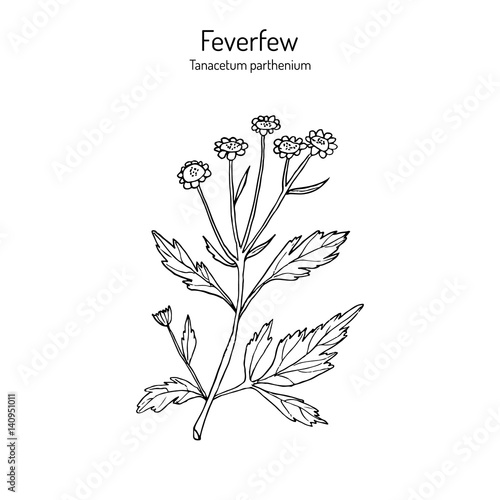 Feverfew - medicinal plant