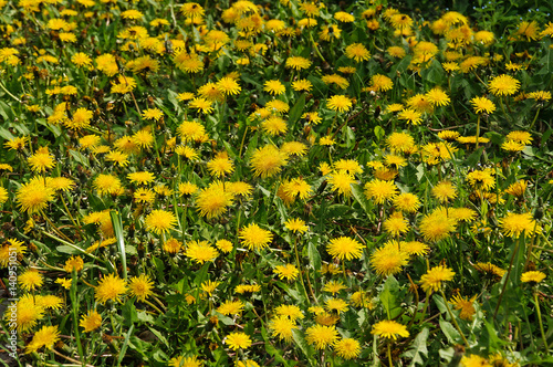 field with blooming flowers of dandelion
