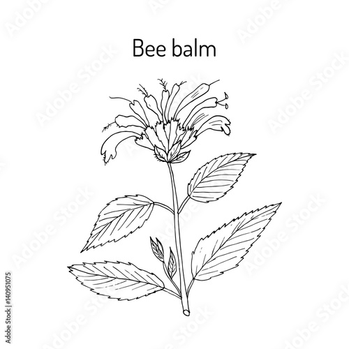 Wild bergamot or bee balm