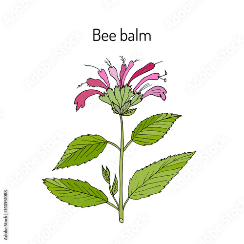 Wild bergamot or bee balm