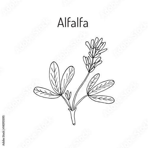Alfalfa botanical vector illustration