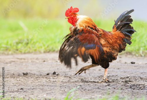  cock smartly paces along the road, waving his wings