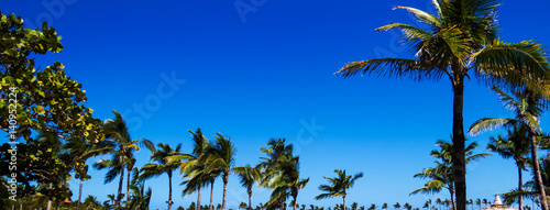 A panorama of many tropical trees and palms with a perfect blue sky. Nassau  Bahamas.