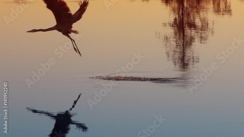 Great Blue Heron taking off. Slow motion