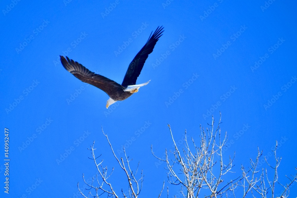 Fototapeta premium Eagles