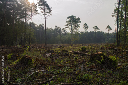 broken trees in the forest after strong winds