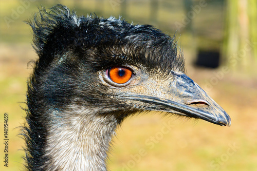 Portrait of emu. The ostrich is looking into the lens. Dromaius novaehollandiae. Detailed photo ostrich head. Large orange eye. Mini Zoo in Castolovice.