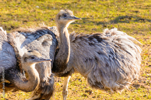 Ostrich courtship. Two ostriches rhea at sunset. Ostrich love. Rhea americana. Mini Zoo in Castolovice. photo