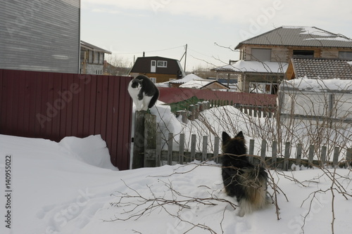 Игры кошки и собаки на улице photo