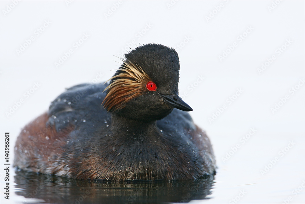 Black-necked grebe (Podiceps nigricollis) swimming in water, the Netherlands Black-necked grebe (Podiceps nigricollis) swimming in water, the Netherlands
