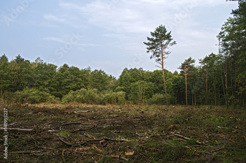broken trees in the forest after strong winds