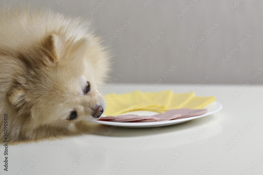 Clever dog at the table, steals food with his paw. Tricky dog eats from
