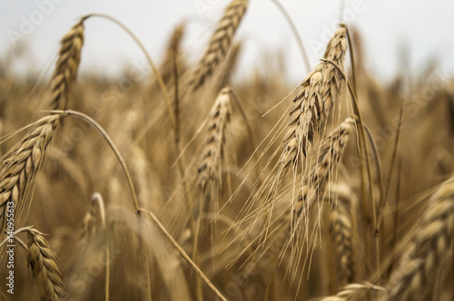 wheat field before harvest on a summer day