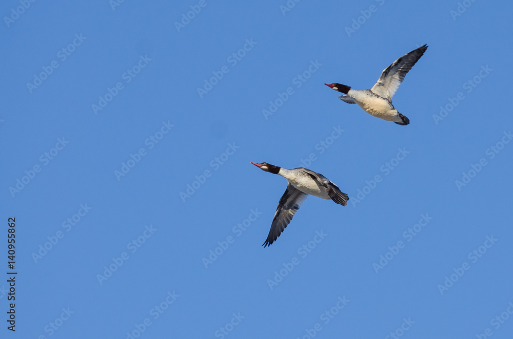 Obraz premium Pair of Common Mergansers Flying in a Blue Sky