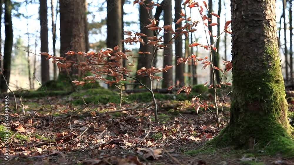 Beautiful forest floor with young beech tree closeup movement. Selective focus and dolly slider equipment used. Beautiful forest floor with young beech tree closeup movement. Selective focus and dolly slider equipment used.
