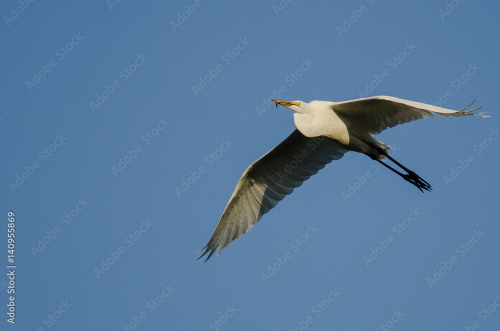 Great Egret Carrying a Caught Fish as it Flies in a Blue Sky Great Egret Carrying a Caught Fish as it Flies in a Blue Sky