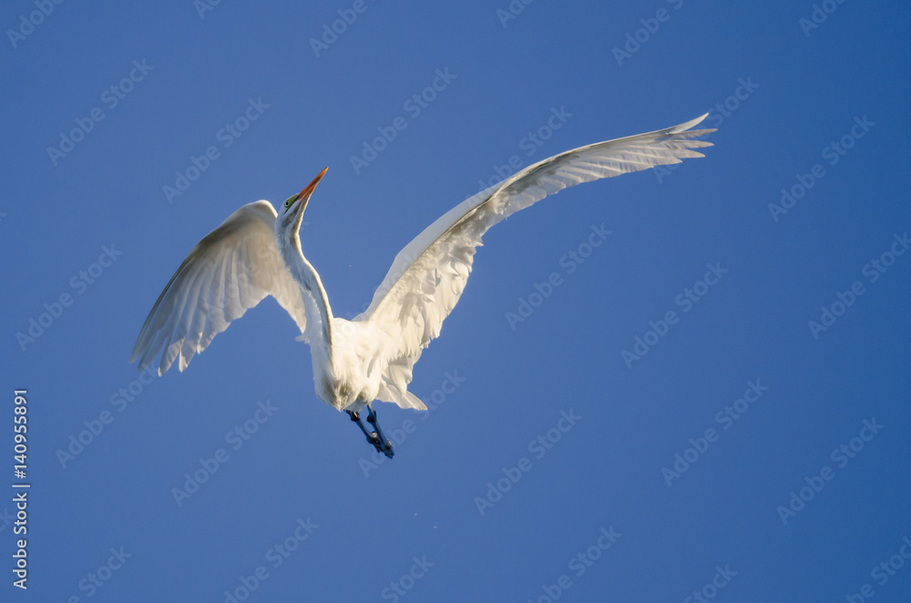 Fototapeta premium Great Egret Flying in a Blue Sky