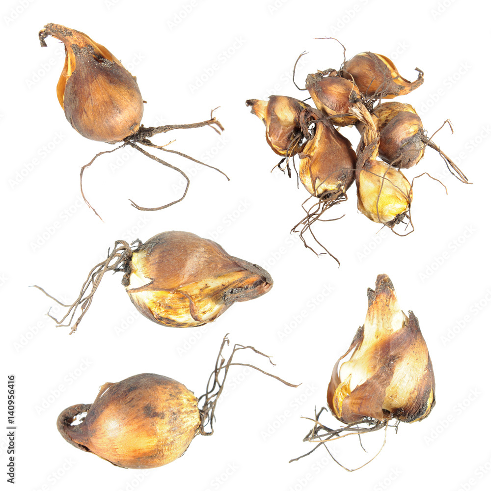 Obraz premium Bulbs of tiger flower (Tigridia pavonia) isolated on white background
