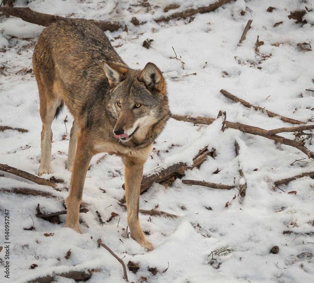 Obraz premium Wolf on the hunt