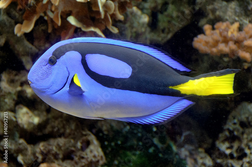 Photography Blue Tang fish