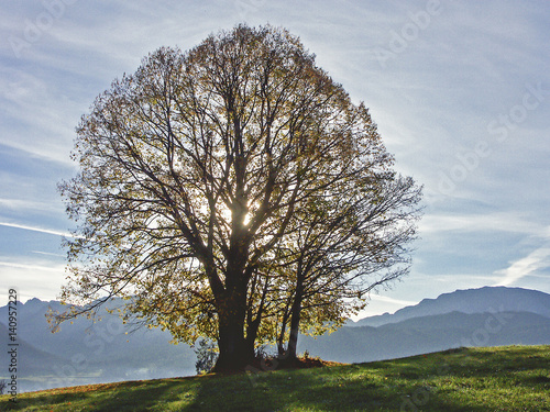 Einsamer Herbstbaum