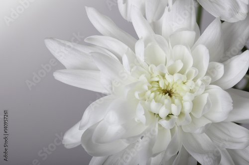 White chrysanthemums on a gray background.