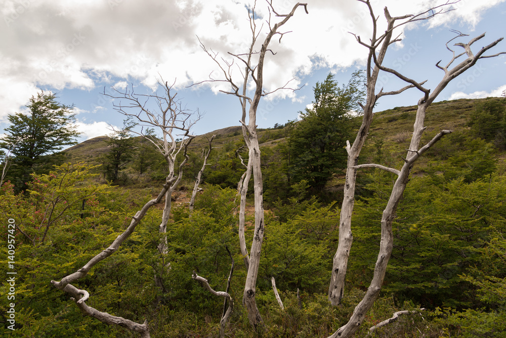 Tree in Torres del Paine National Park in Chile Tree in Torres del Paine National Park in Chile
