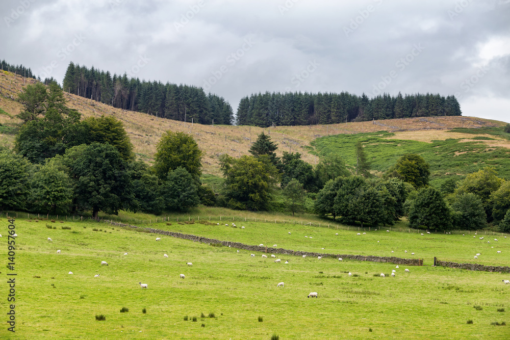 Fototapeta premium Sheep farm outside of Crieff in Scotland, United Kingdom.