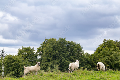 Three sheep isolated in a field outside of Crieff in Scotland.