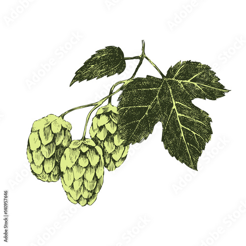 Hand drawn hop plant