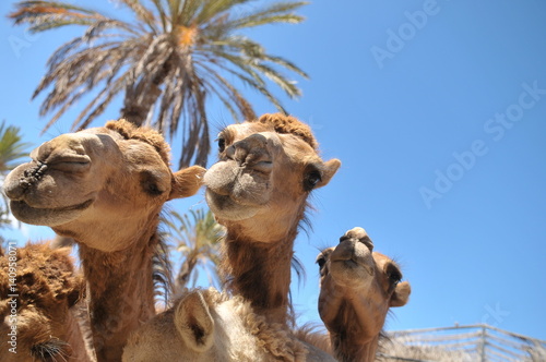 Curiosity and the joy of camels in Oasis Park Zoo on the one of the Canary Islands - Fuerteventura. Interesting and hot summer.