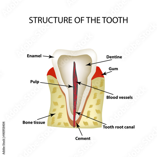 The anatomical structure of the tooth. Infographics. Vector illustration on isolated background