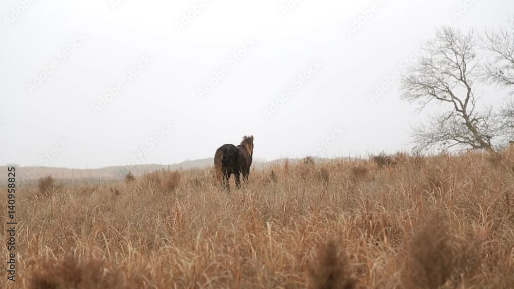 A horse walks in the field A horse walks in the field