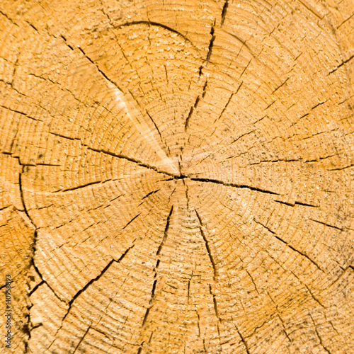 slice of wood chopped texture