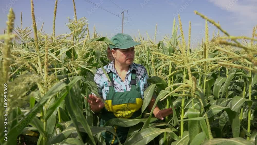 Woman examines corn plants in the field Woman examines corn plants in the field