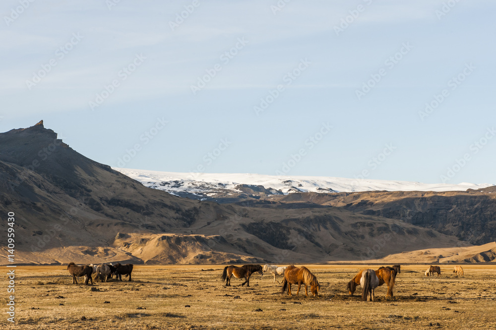 Horses and mountains in sparse landscape, Iceland Horses and mountains in sparse landscape, Iceland