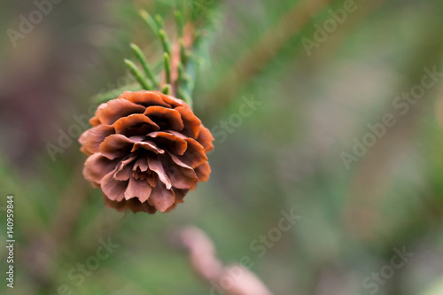 Small cones on the branch