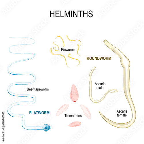 Helminths. types of human parasites. photo