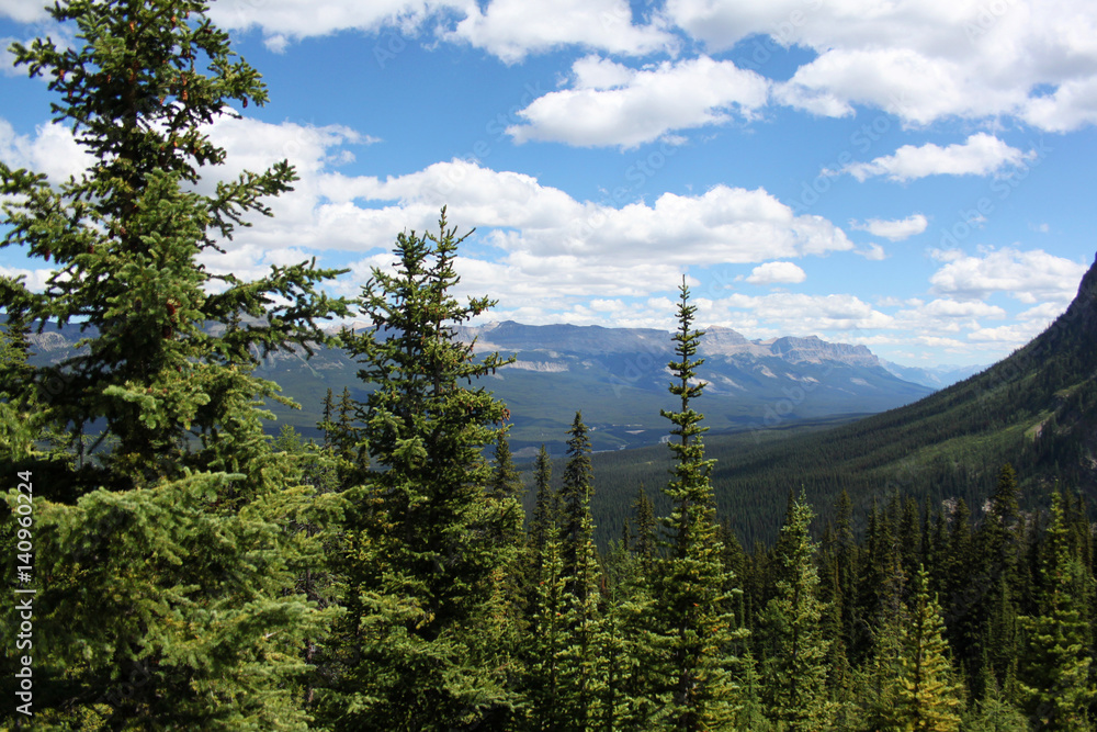 Coniferous Forest in the Background of Mountains. Landscape.